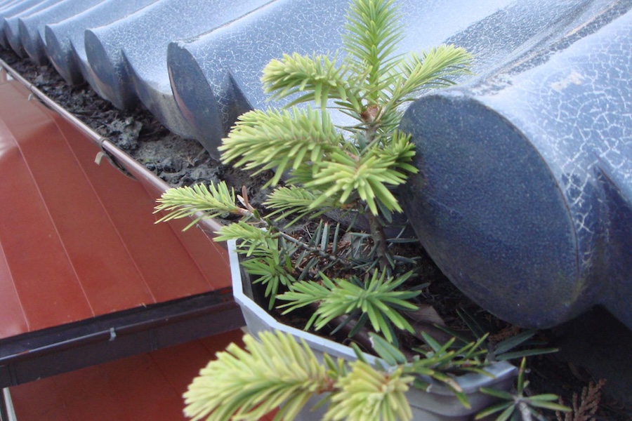 雨漏りの水漏れ